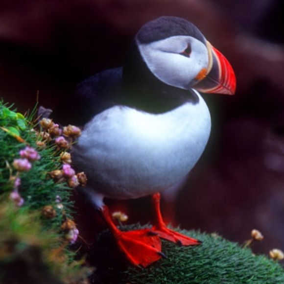 Meet your Posher, Jillian - Picture 1 of 1